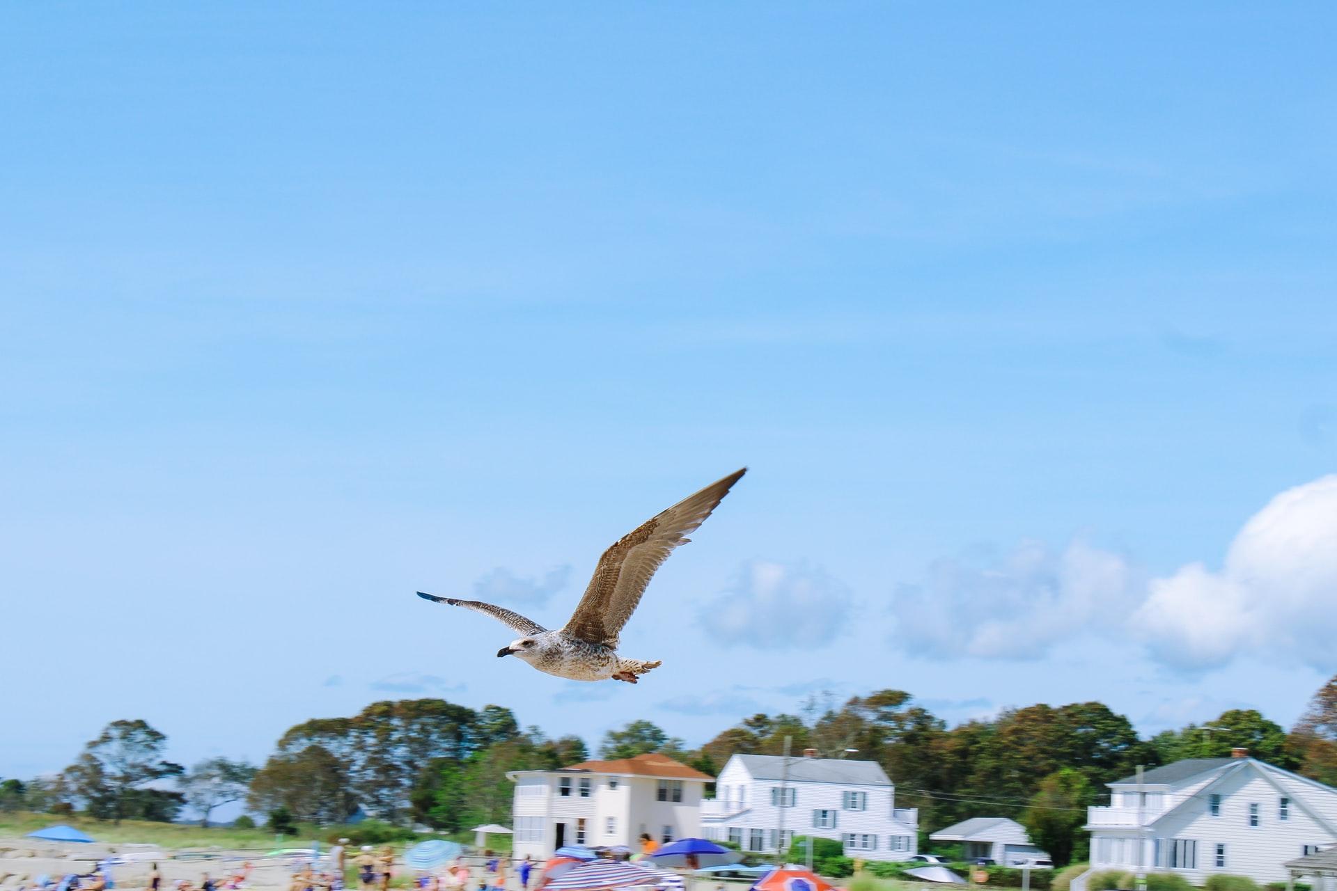 一只海鸥飞行在老莱姆在一个拥挤的海滩