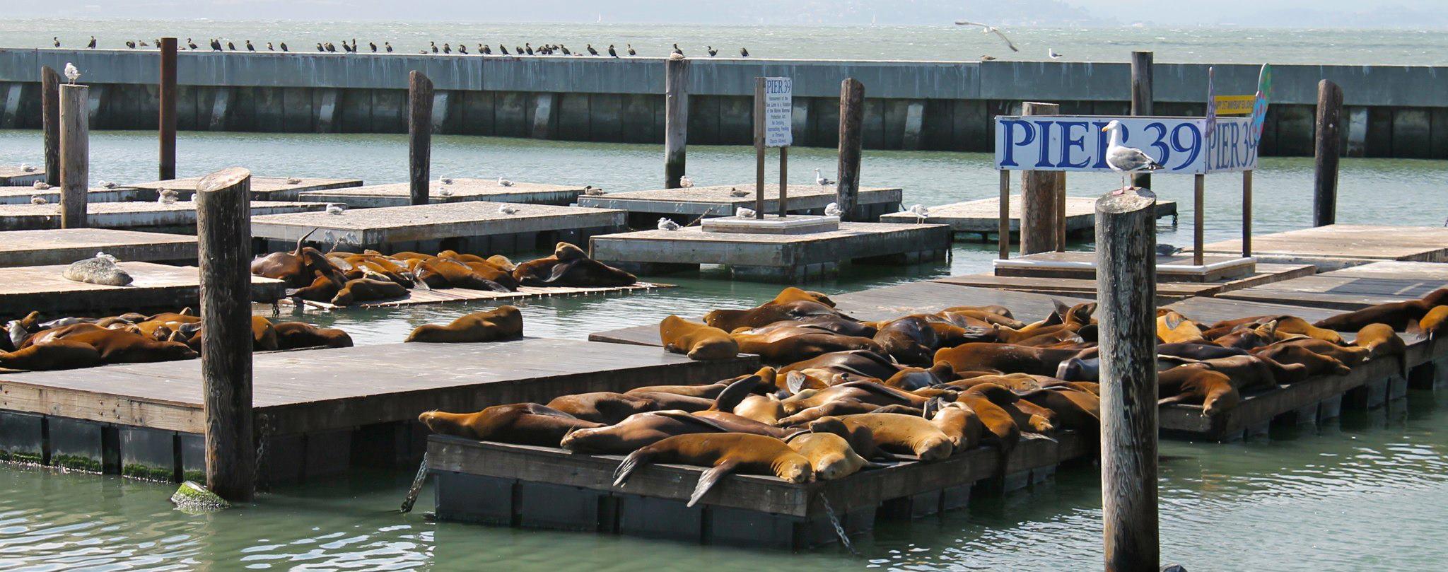 旧金山海狮睡在太阳城市码头39。