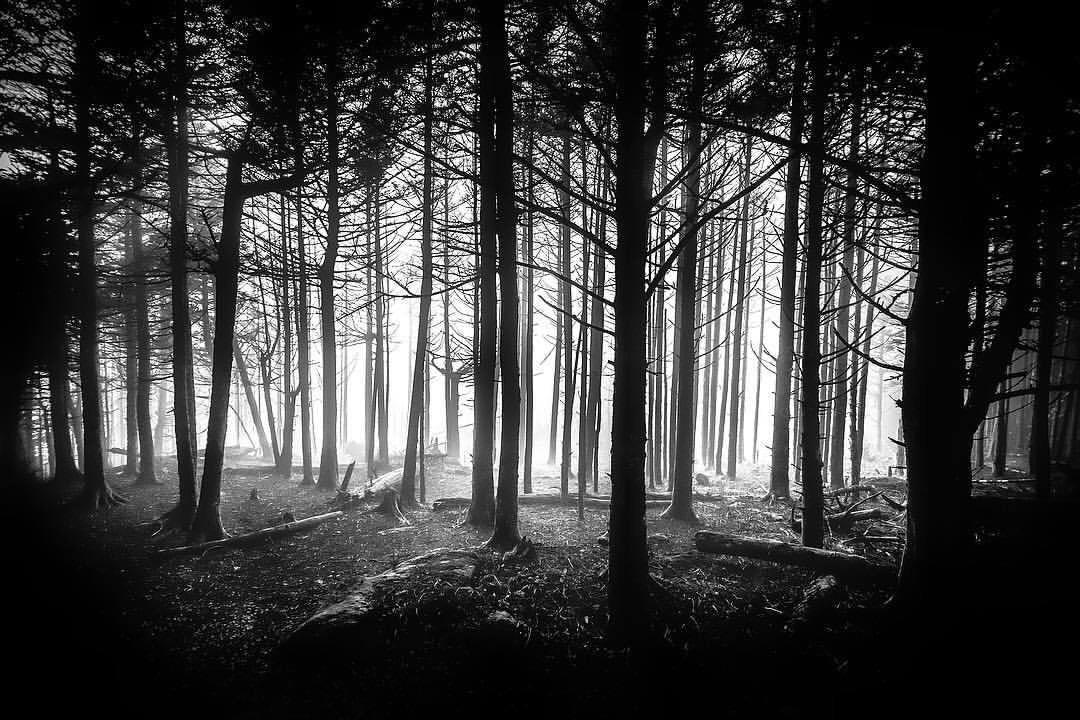 黑白雾蒙蒙的,不祥的森林在北卡罗莱纳。
