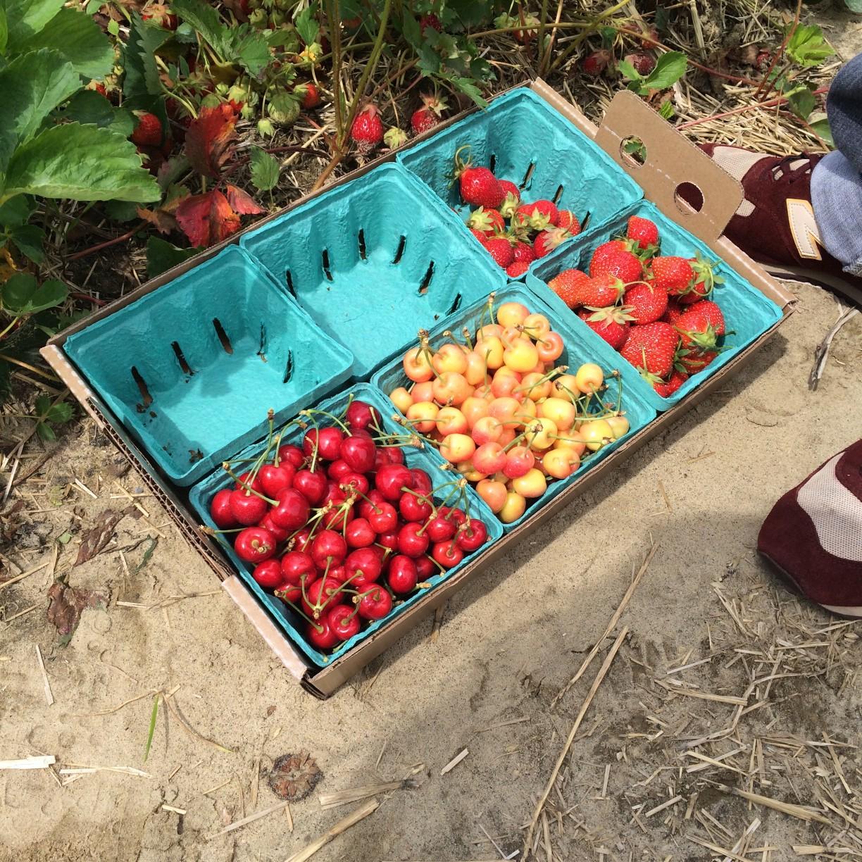 在南泽西岛农场水果采摘