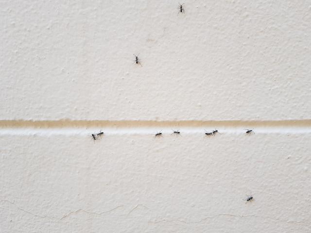 carpenter-ant-damage.jpg