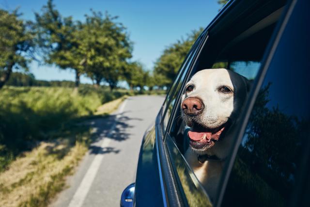 Most dogs love a good car ride.