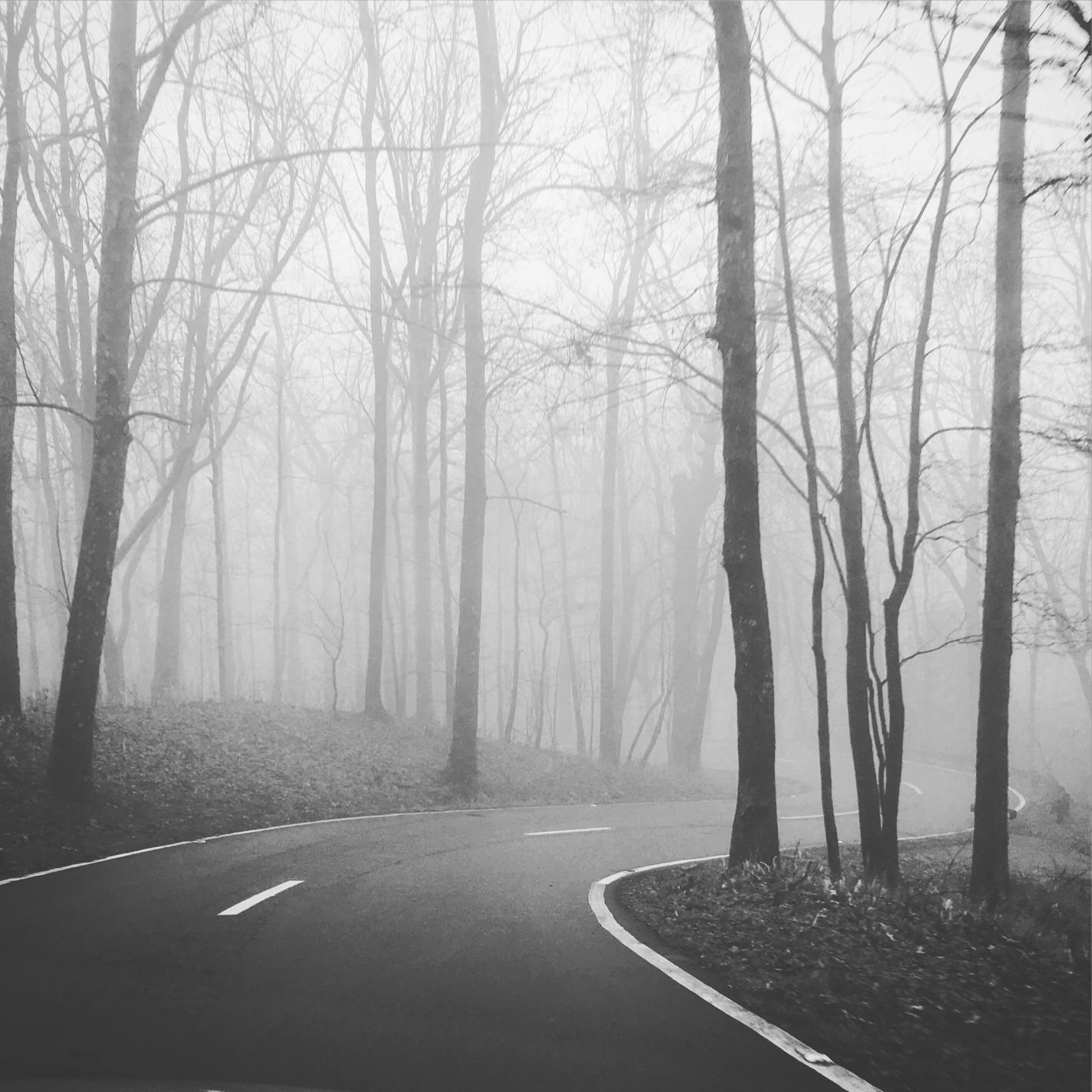 An empty road curving through foggy woods.