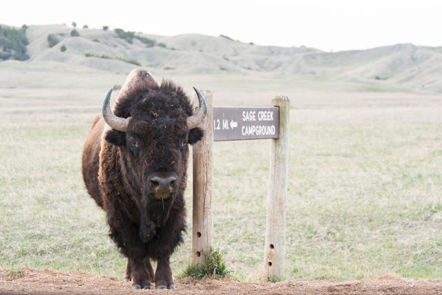 South Dakota Bison