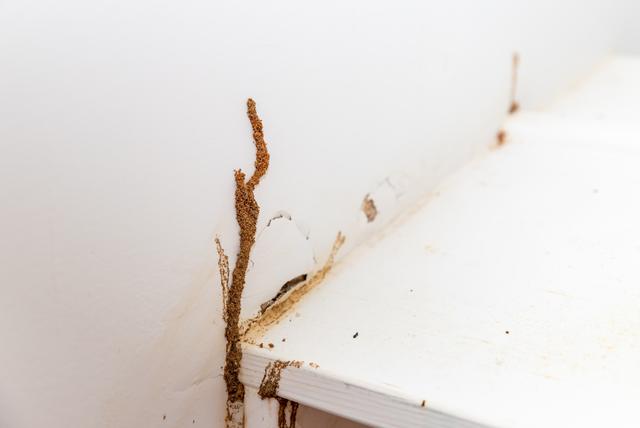 termites-in-arkansas.jpg