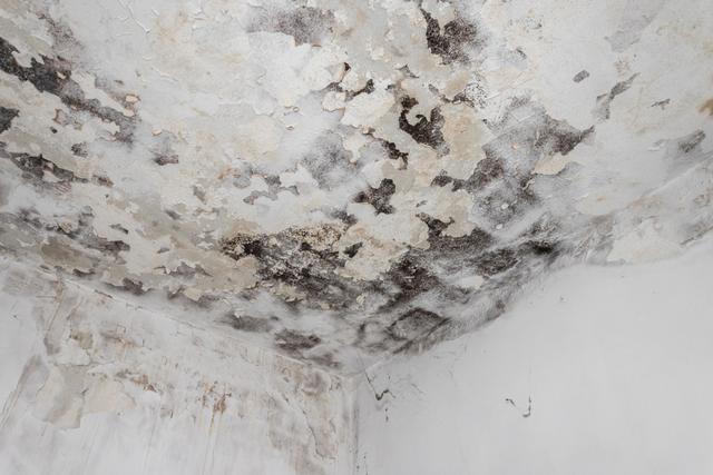 mold-on-bathroom-ceiling.jpg