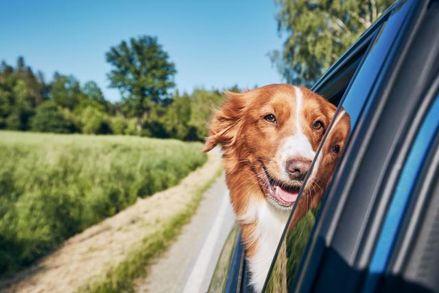 dog-travel-by-car-during-sunny-summer-day-nova-scotia-duck-tolling-retrieverlooking-at-camera-and_t20_e9nWvm.jpg