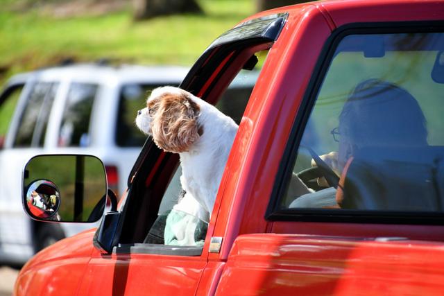 cute-dog-hanging-out-the-window-of-a-red-truck-driving-down-the-road-real-people-in-cars-road-trip_t20_WQaYZw.jpg