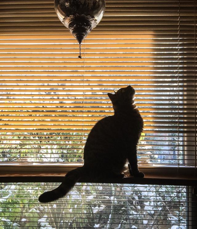 猫在有百叶窗的窗户里(图片来源:philrainbird via Twenty20)