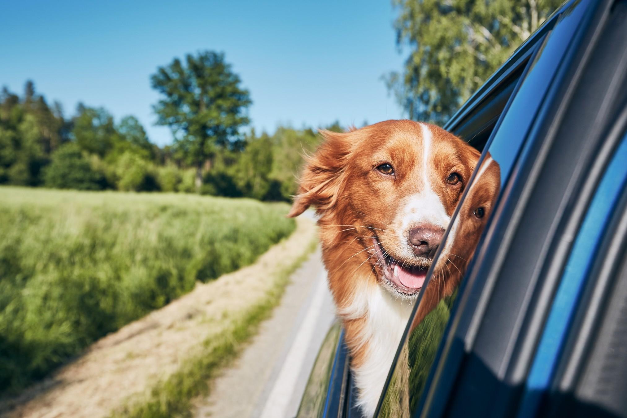 A dog barrier in your car will keep Fido safely in the backseat while you drive. 
