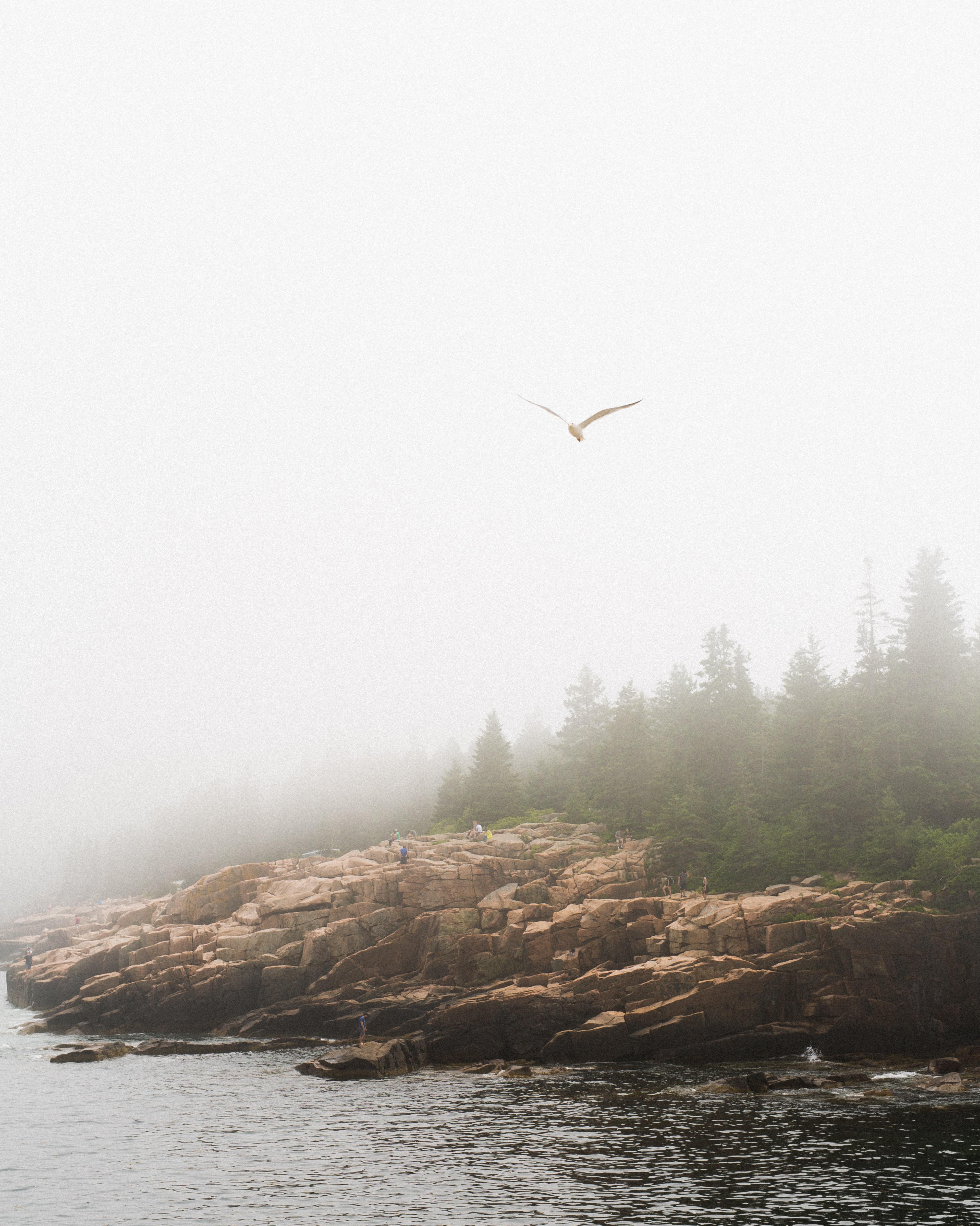 View of Acadia National Park through the fog.