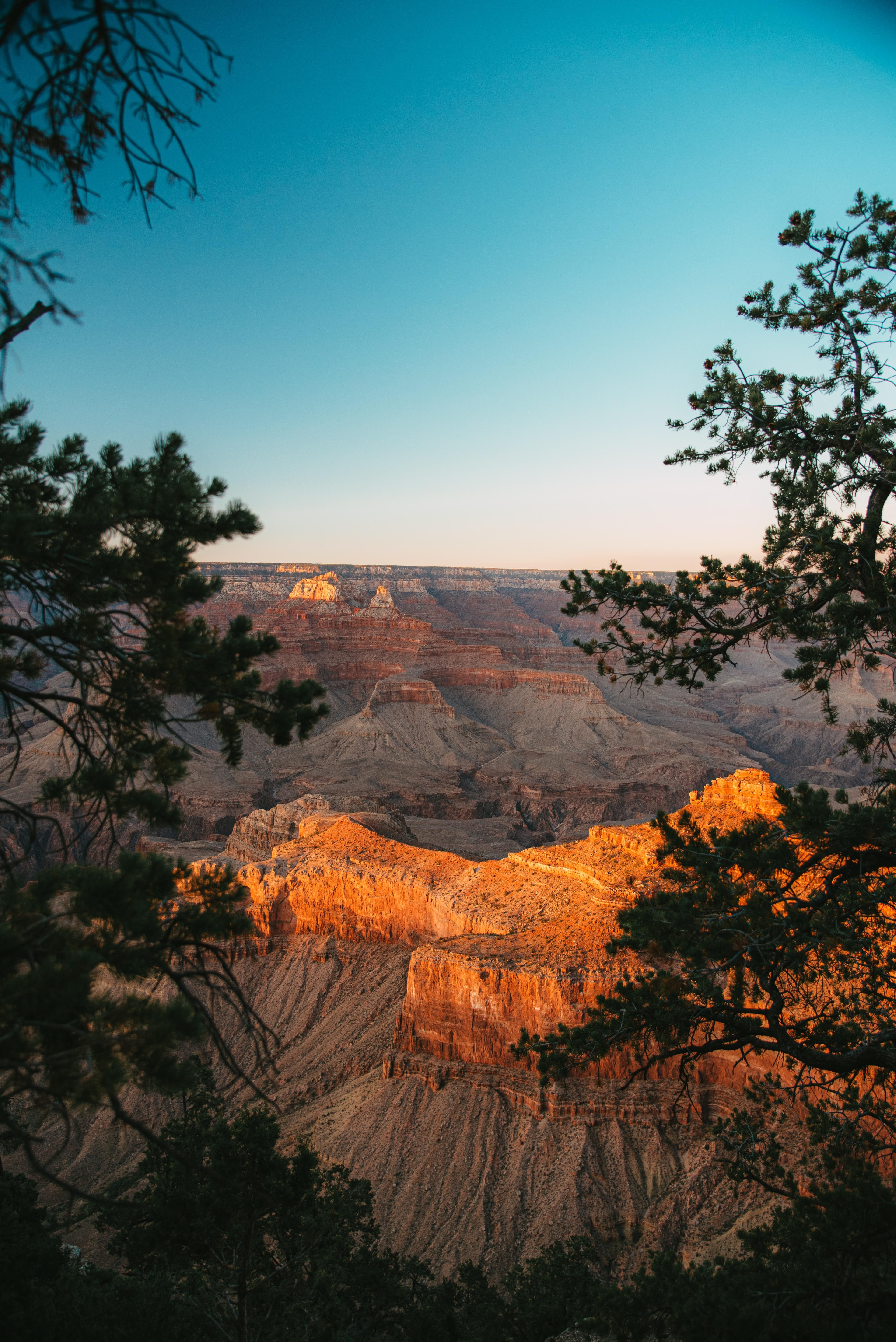 A view of the Grand Canyon through the trees.
