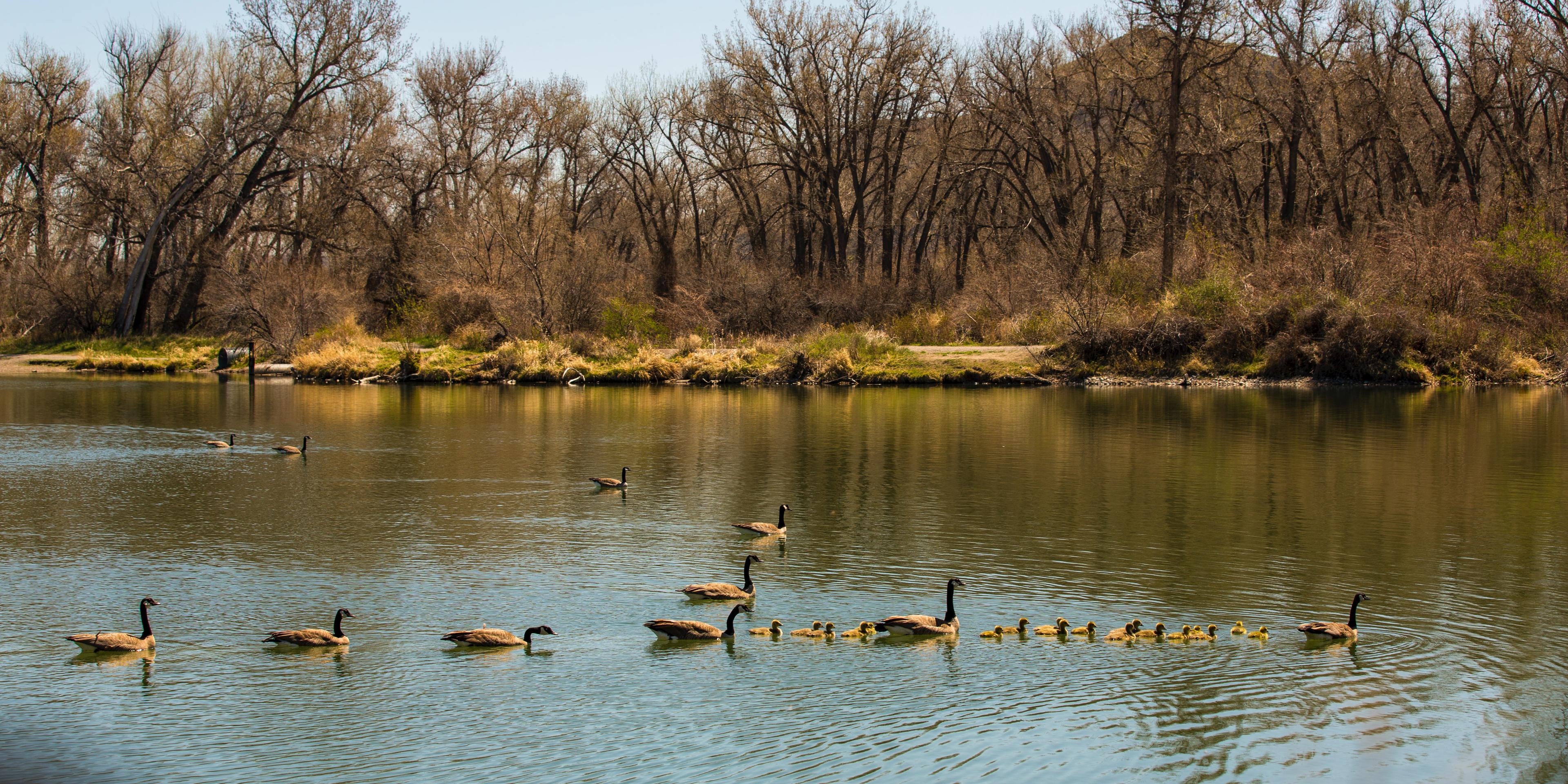 Canadian Geese and their goslings swimming in Lake Josephine at Riverfront Park Billings, Montana