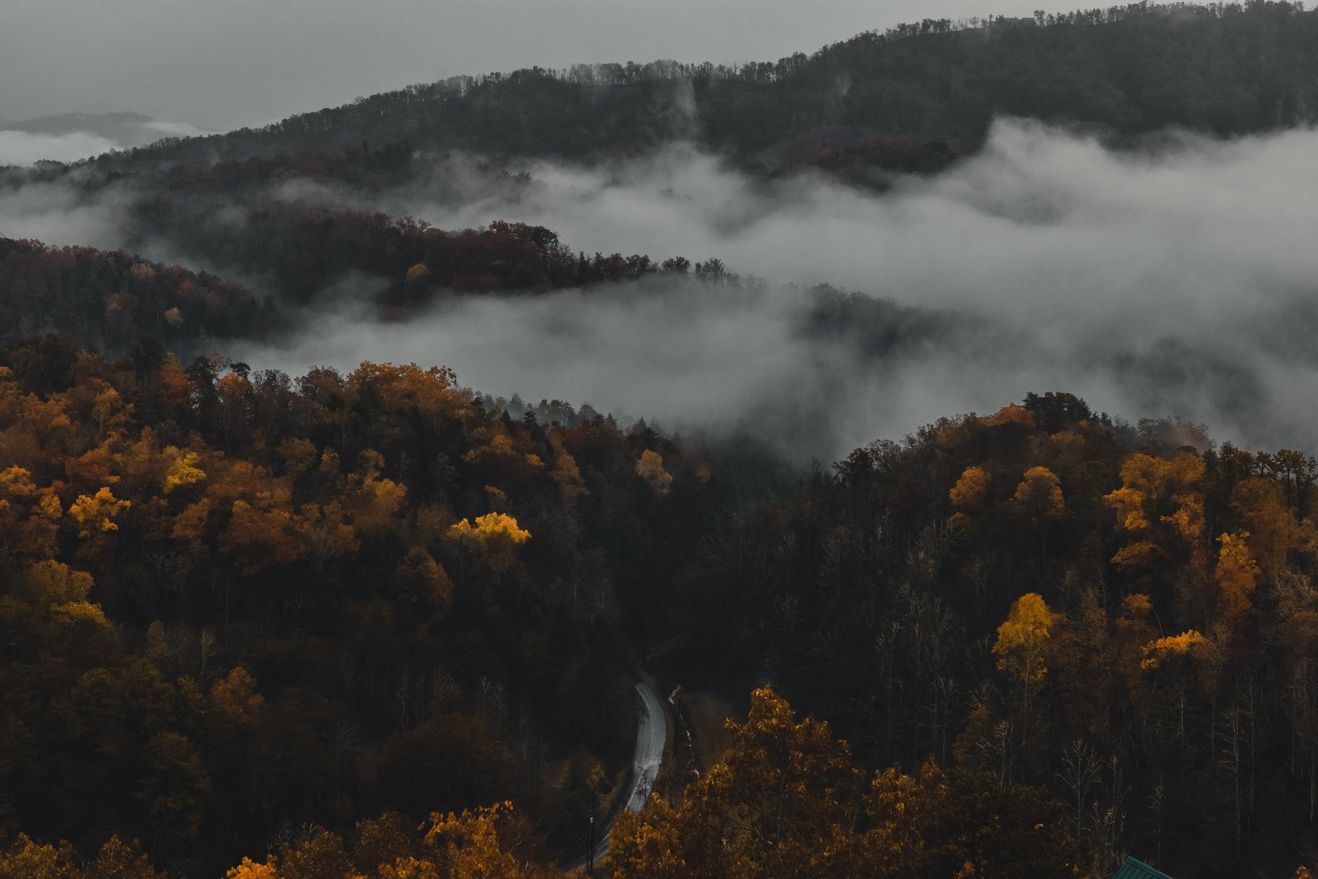 Foggy morning over autumn trees in Great Smoky Mountains National Park