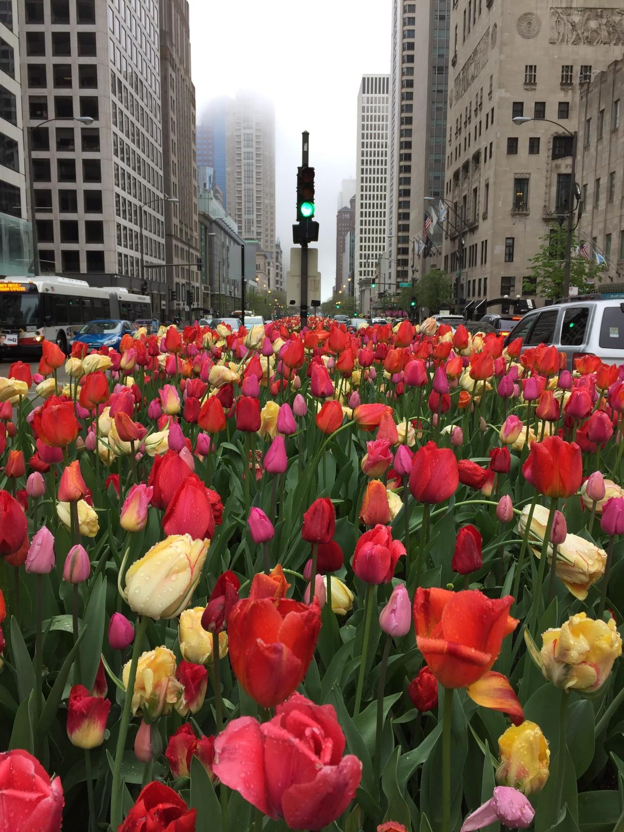 Tulips in bloom downtown Chicago.