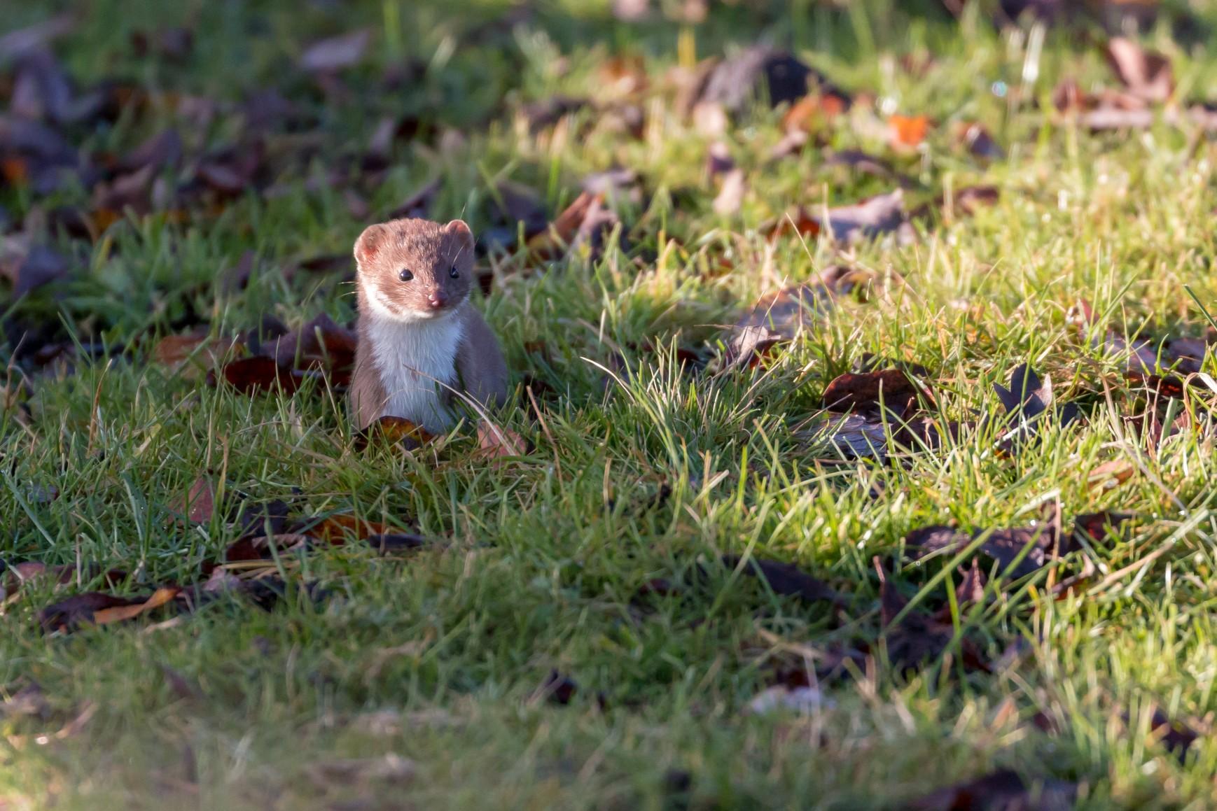 A weasel standing in the grass.