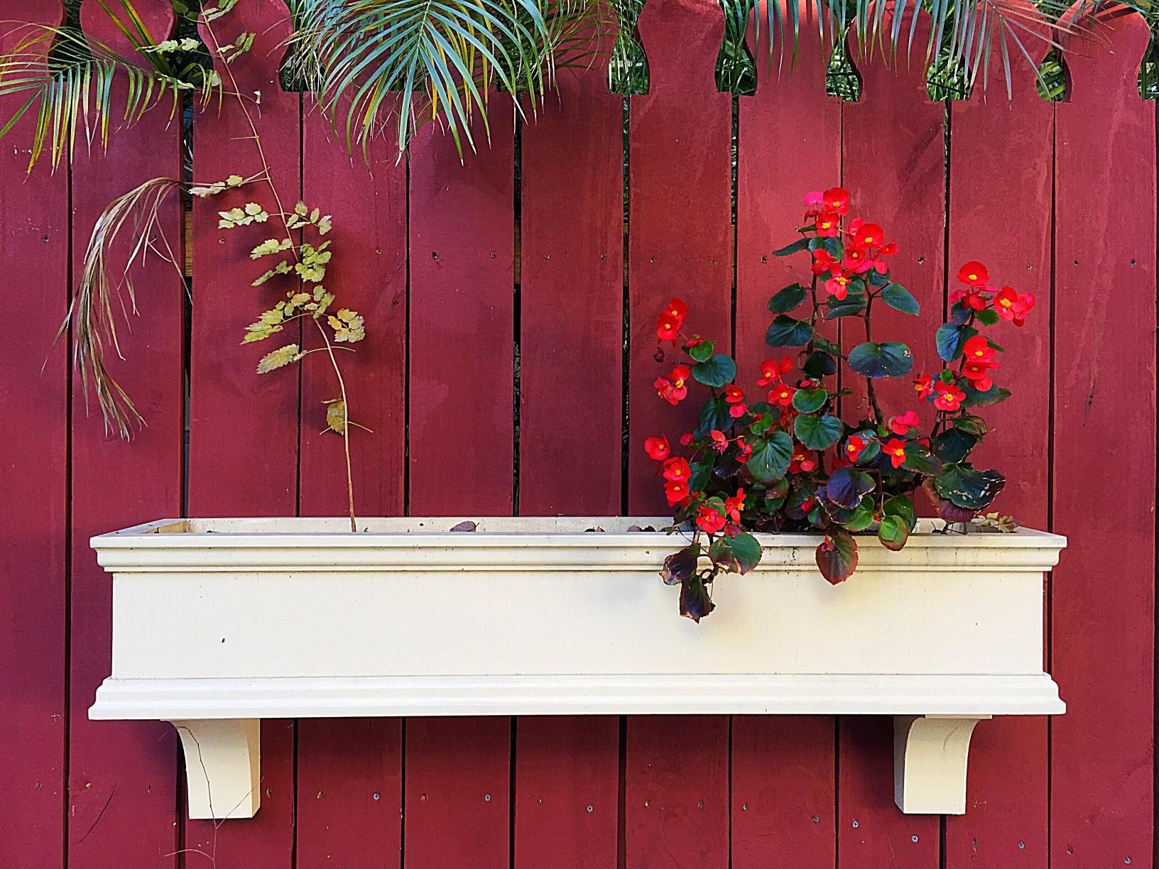 White flower bed shelf on a red fence