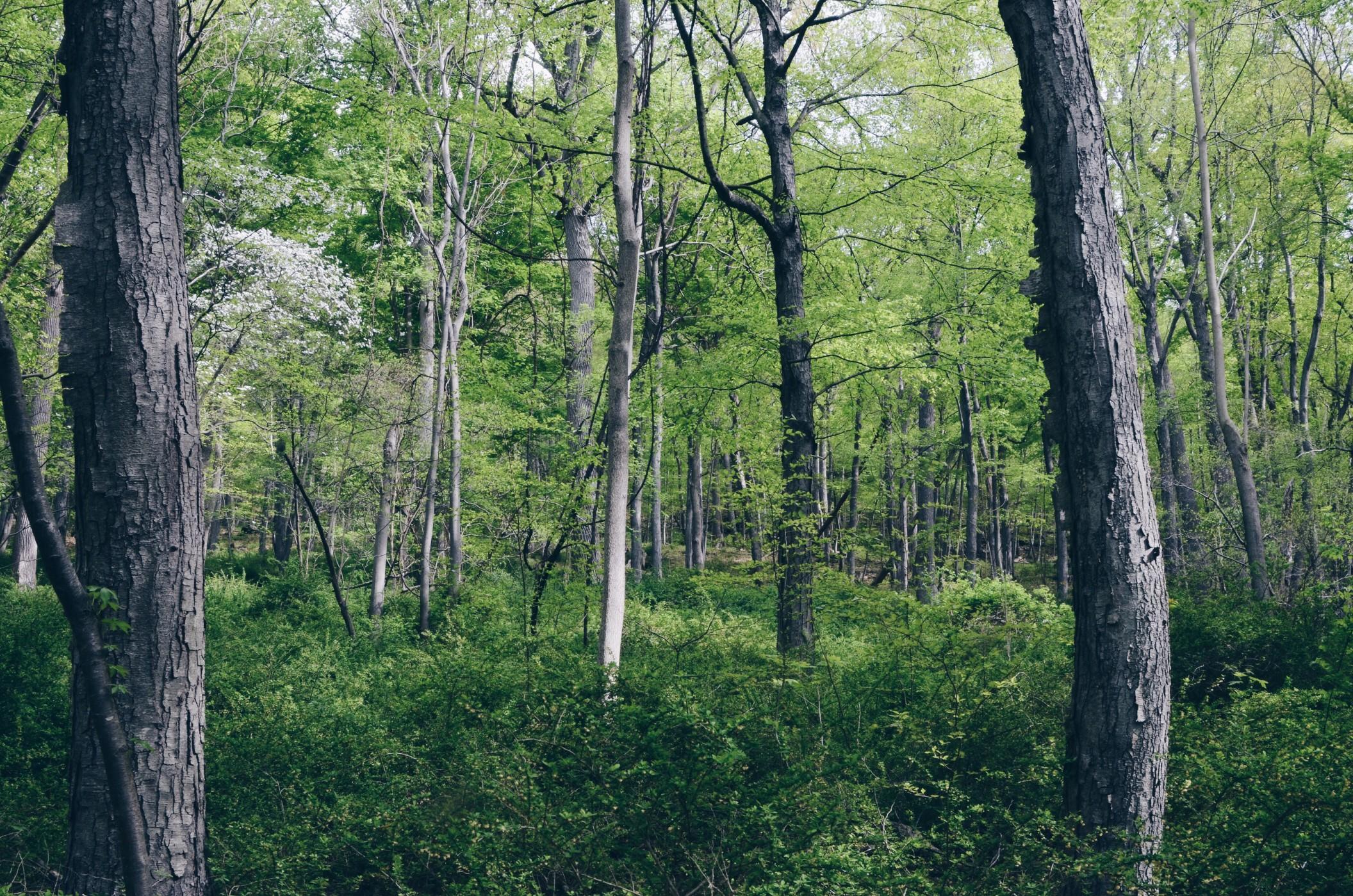 View of a forest in New Jersey, lush green shrubbery and tall trees. 
