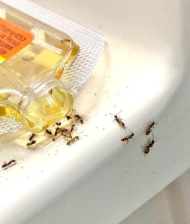 Ants in Your Bathroom? Here’s Why (and How to Stop Them, too!)
