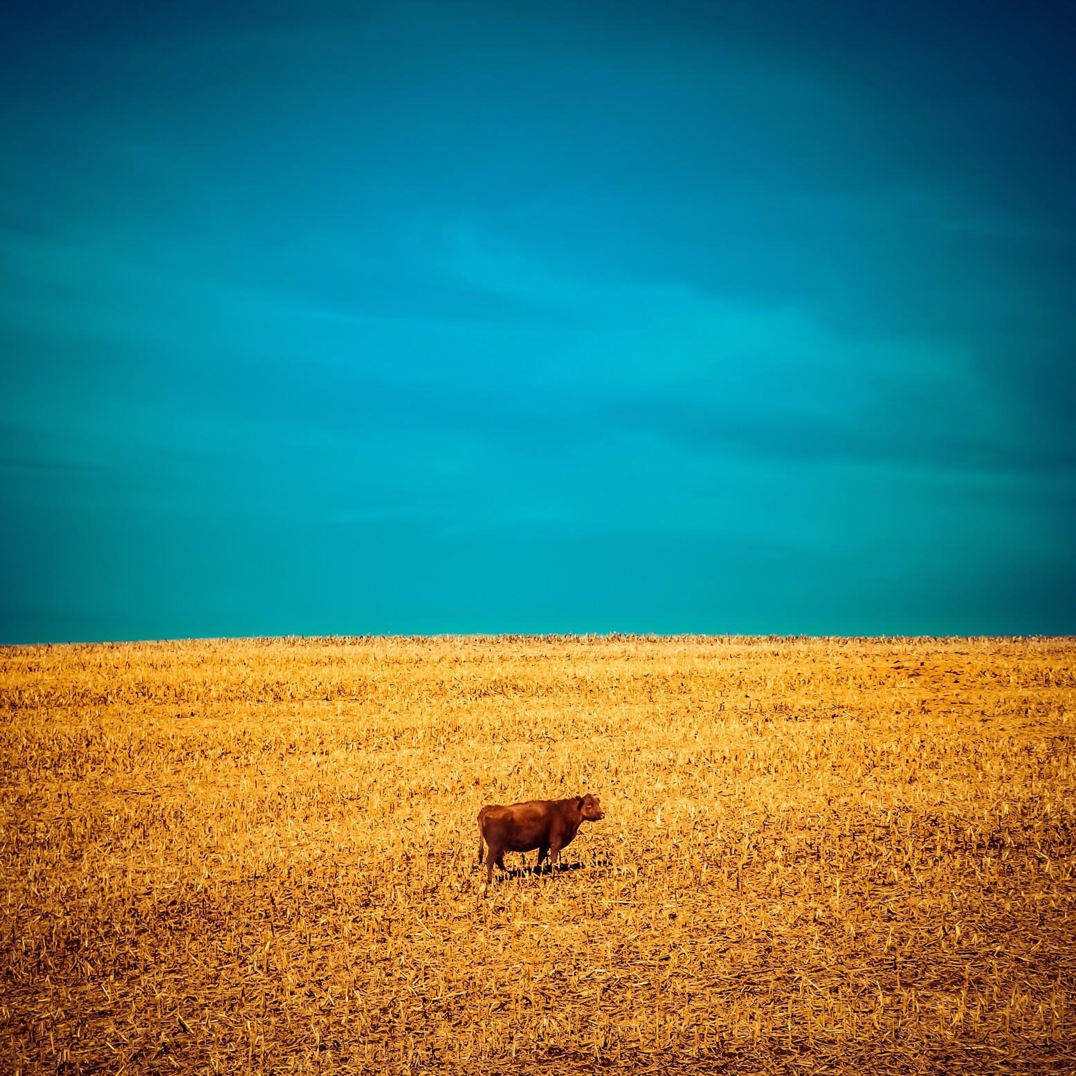 Cow in a field below a blue sky