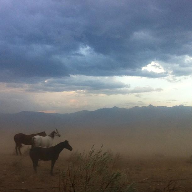 Windstorm in Idaho with horses
