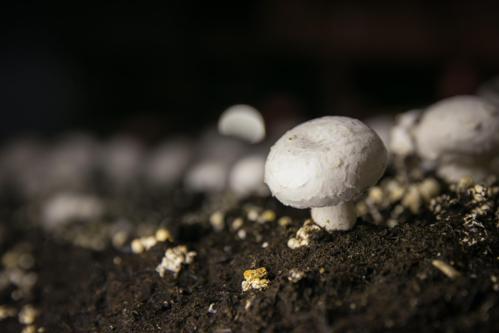 肯塔基州劳顿,蘑菇