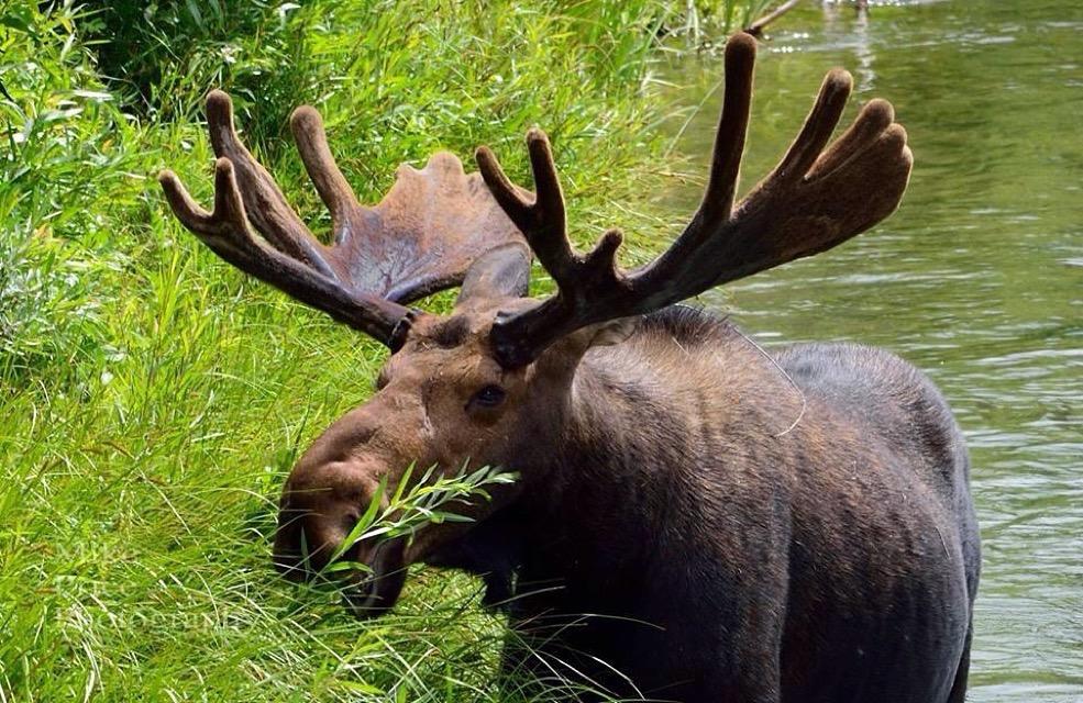 Collisions with Moose are responsible for untold amounts of damage every year.