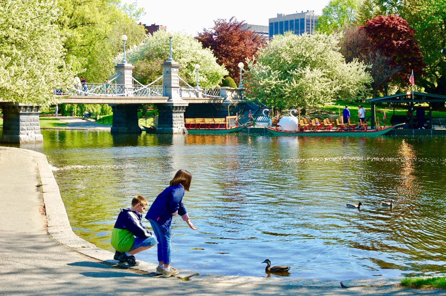 Swan boats on the Boston Common