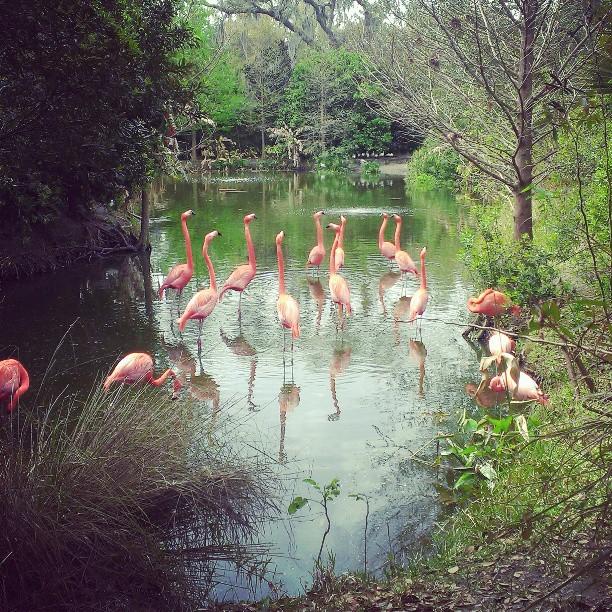 Flamingos at Jacksonville Zoo