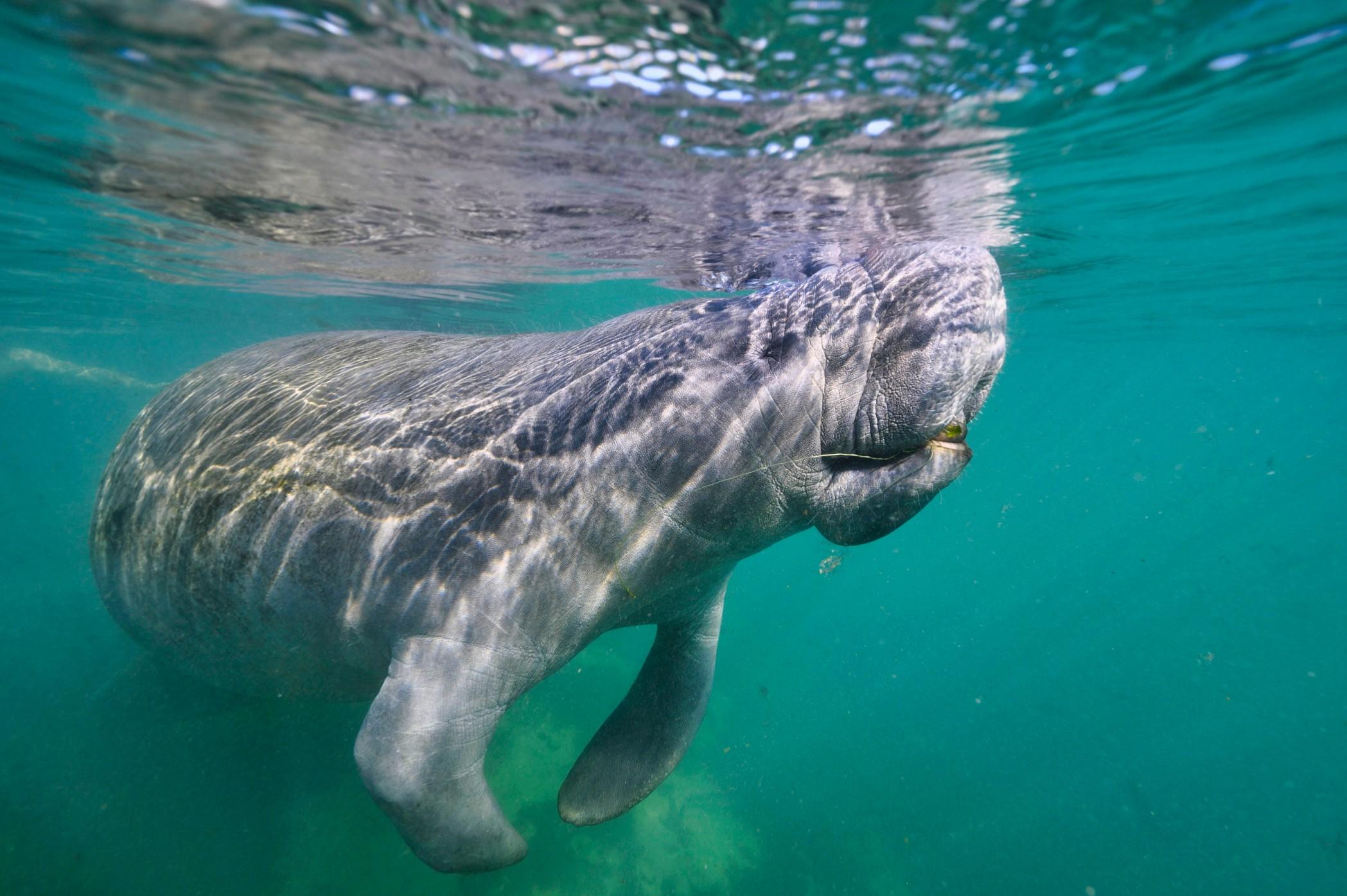 A manatee of Crystal River