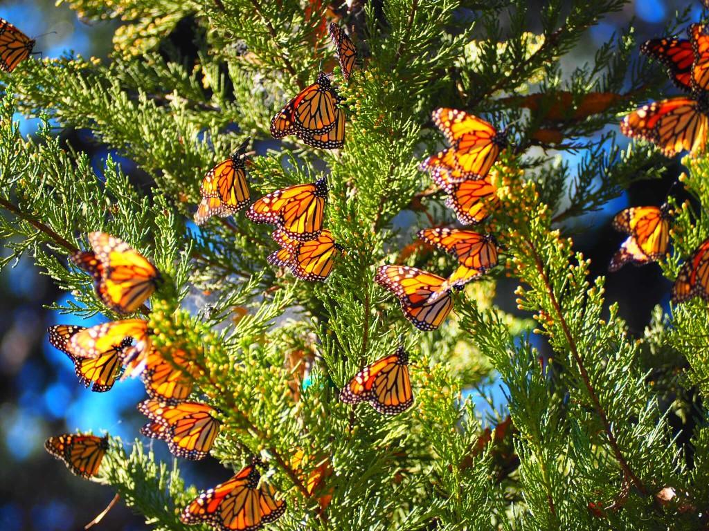 Monarch Butterfly Grove, Pismo Beach, CA