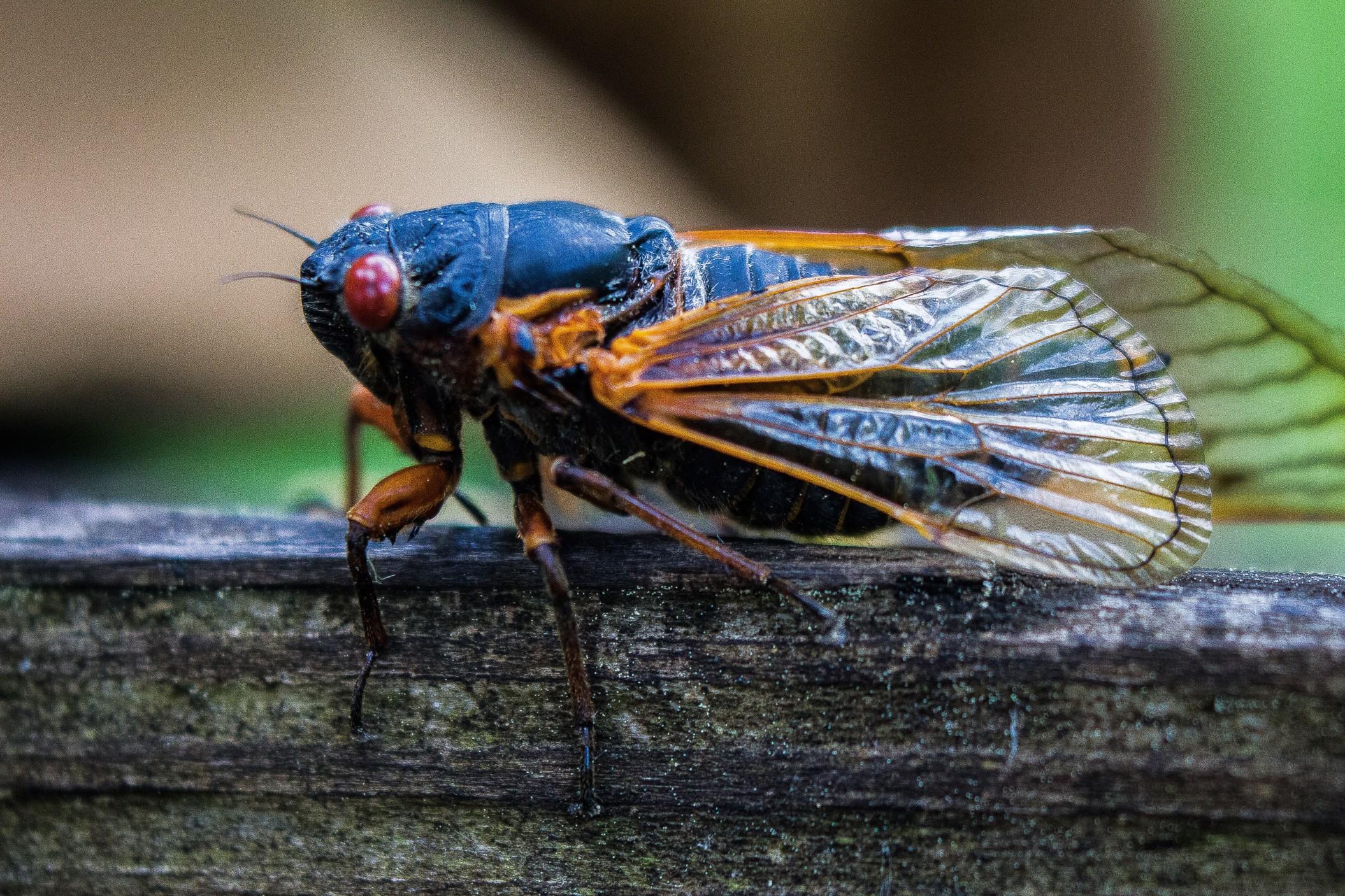 Cicadas are wreaking havoc all over the country | Twenty20