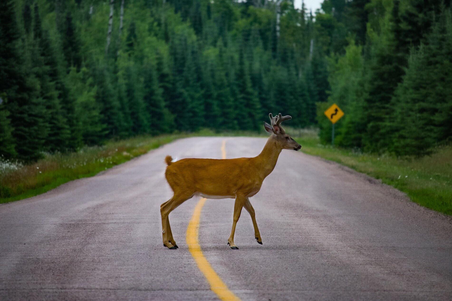 Deer can cause a lot of damage to you and your car | Twenty20
