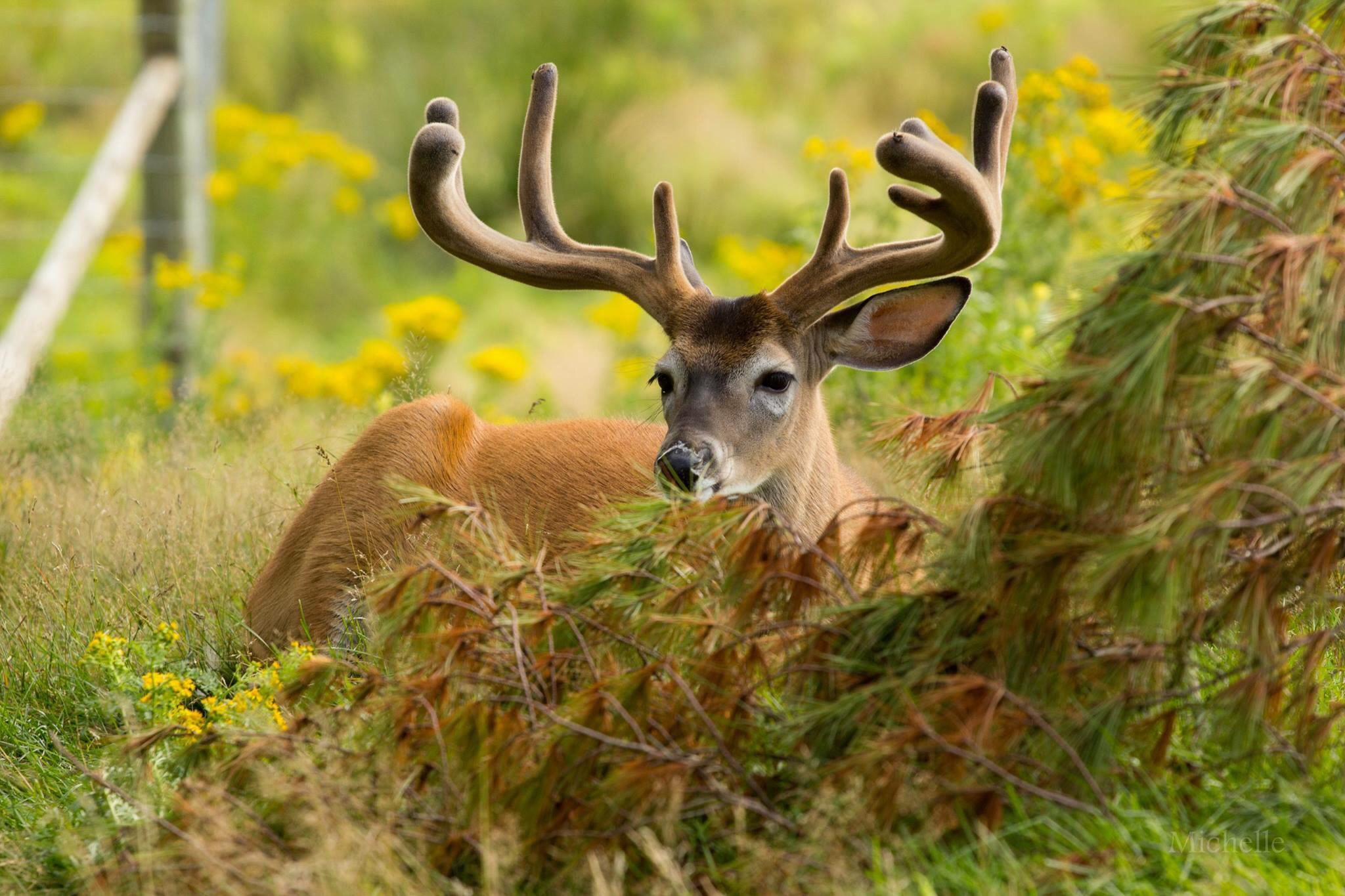 Collisions with deer can be dangerous and costly | Twenty20