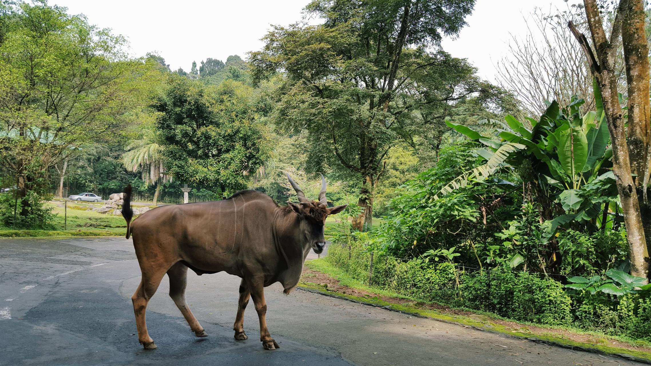 The pandemic was a break for animals to cross roads freely