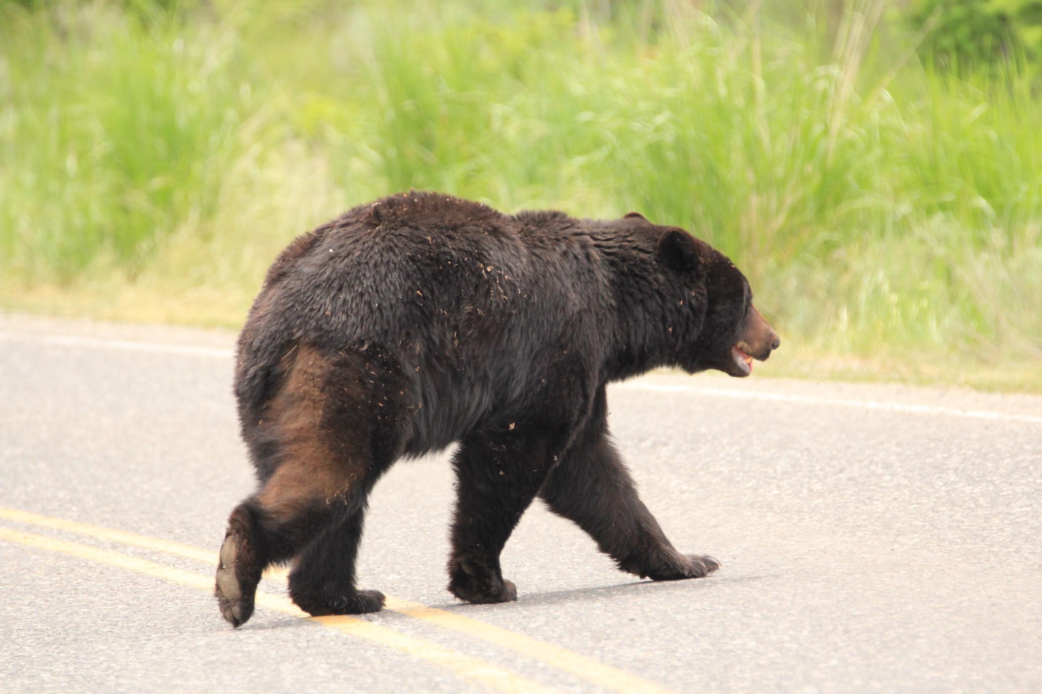Black bears have been coming in closer contact with humans over the years.