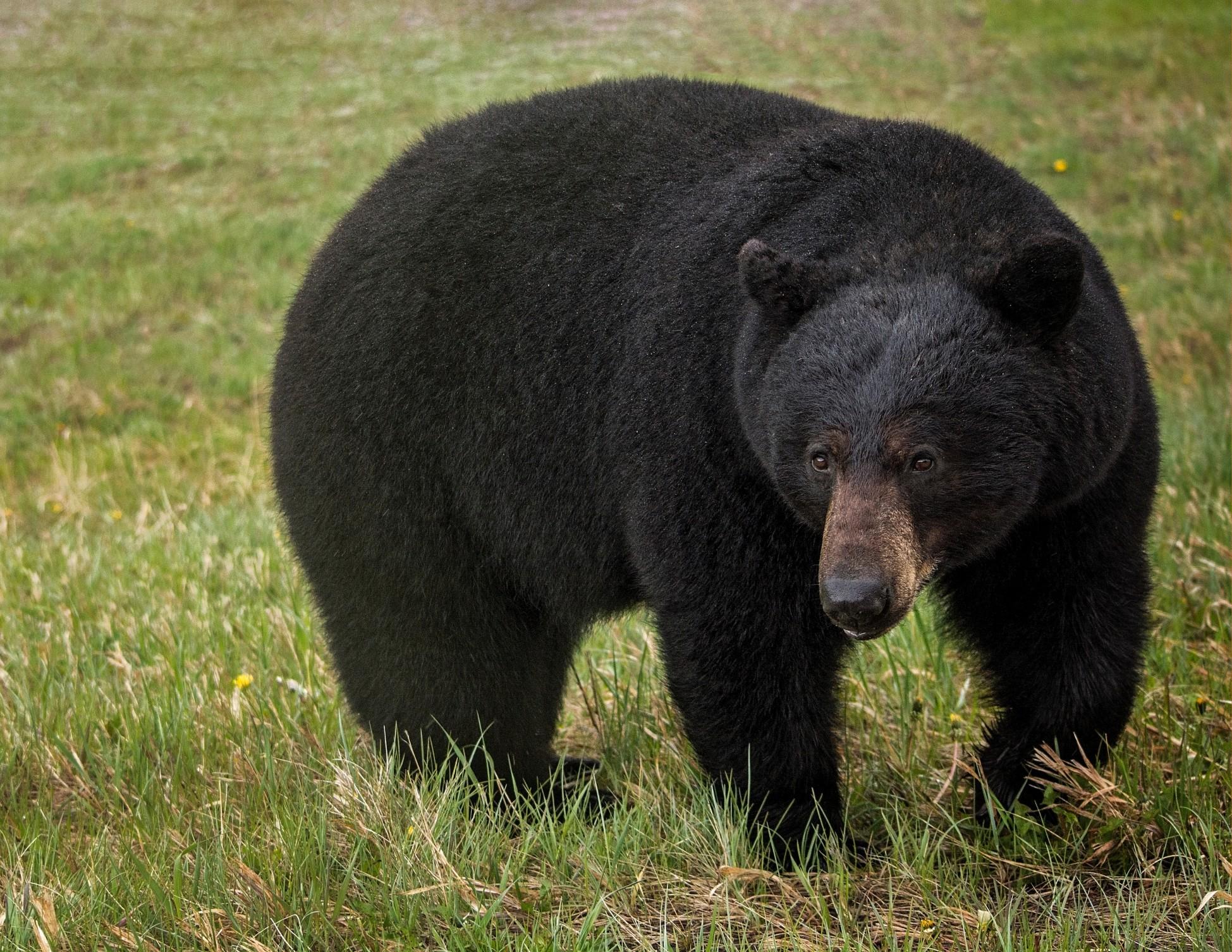 A black bear broke into a Tennessee man’s car and caused significant damage.