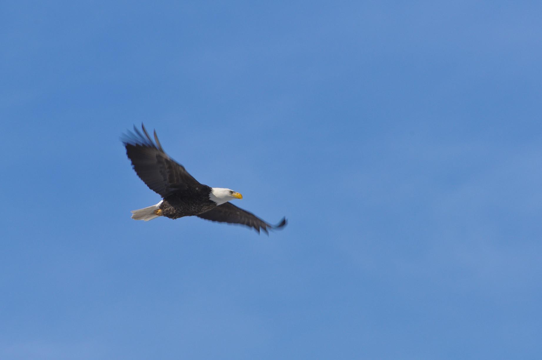 A Wisconsin driver’s car was dented by an eagle dropping a fish.