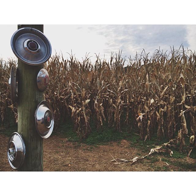 A spooky Georgia corn field