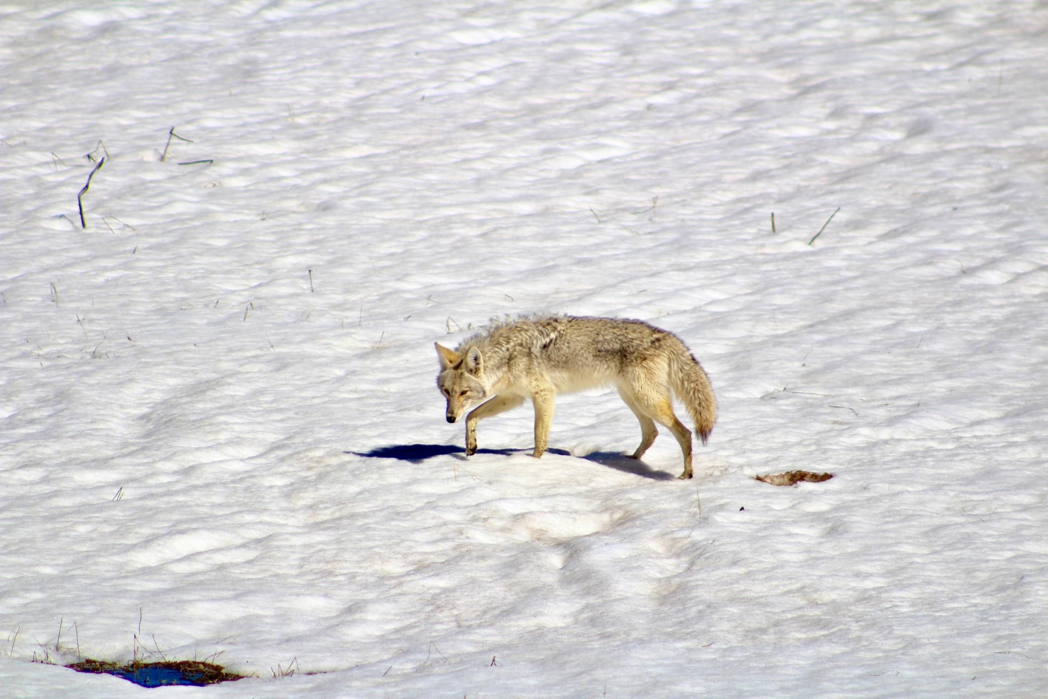 Gray Wolf in Yellowstone National Park, Wyoming