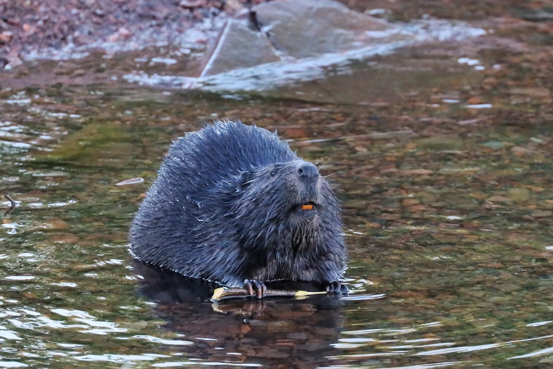 Minnesota Beaver