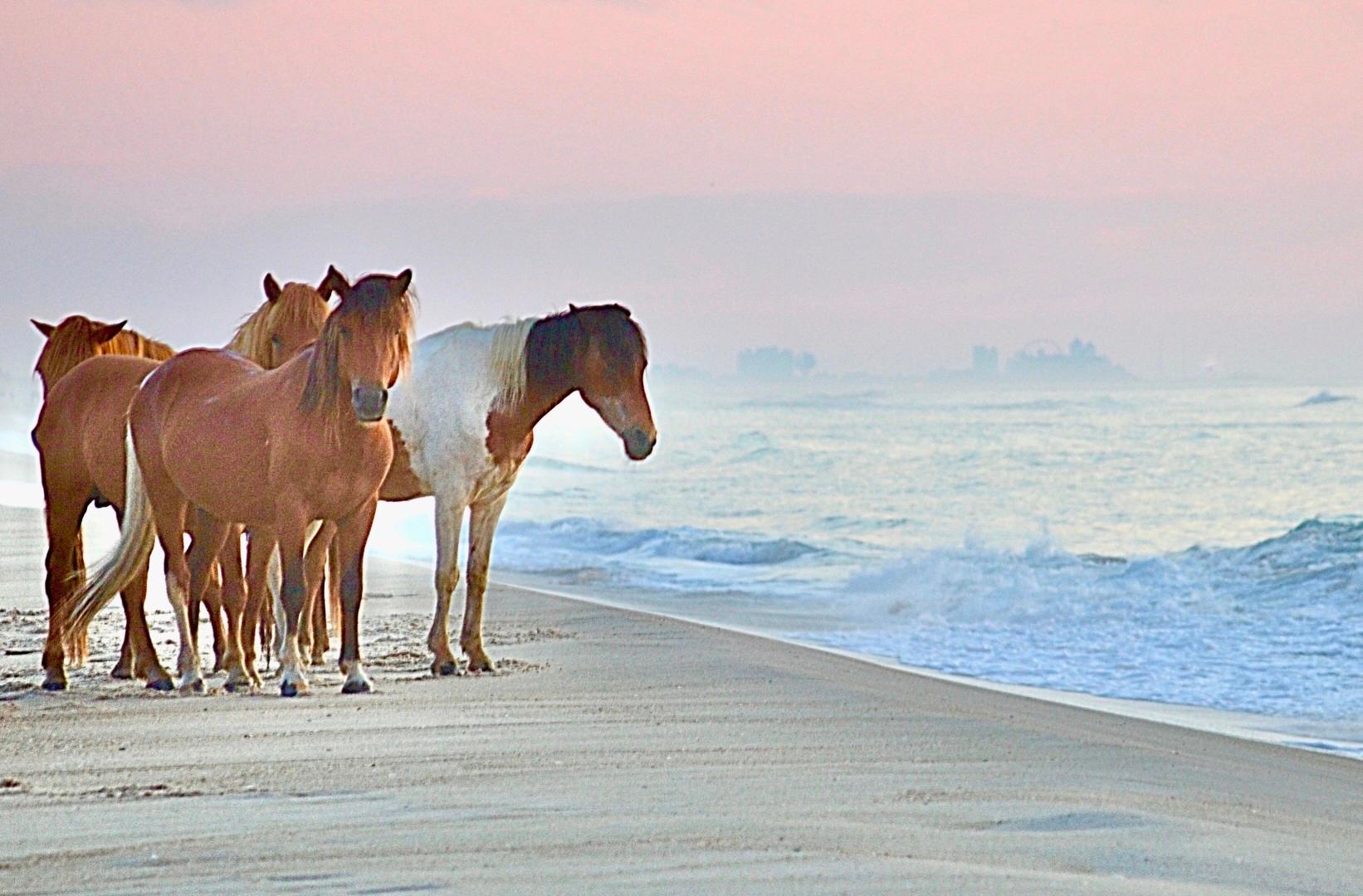 Wild Horses in Assateague Island, Maryland