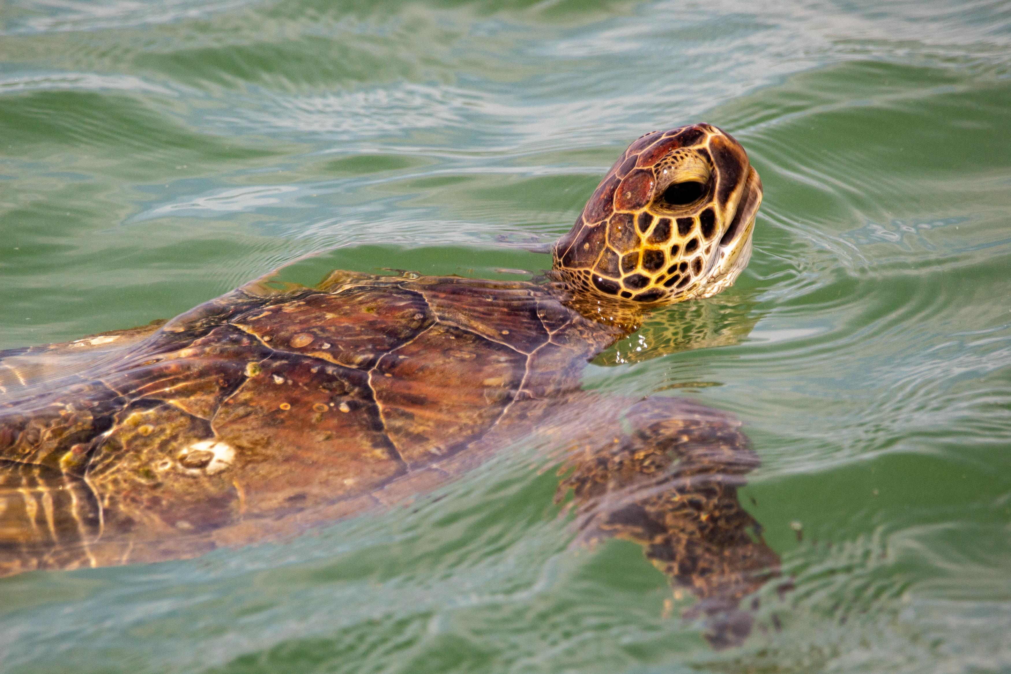 Sea Turtles in Corpus Christi, Texas