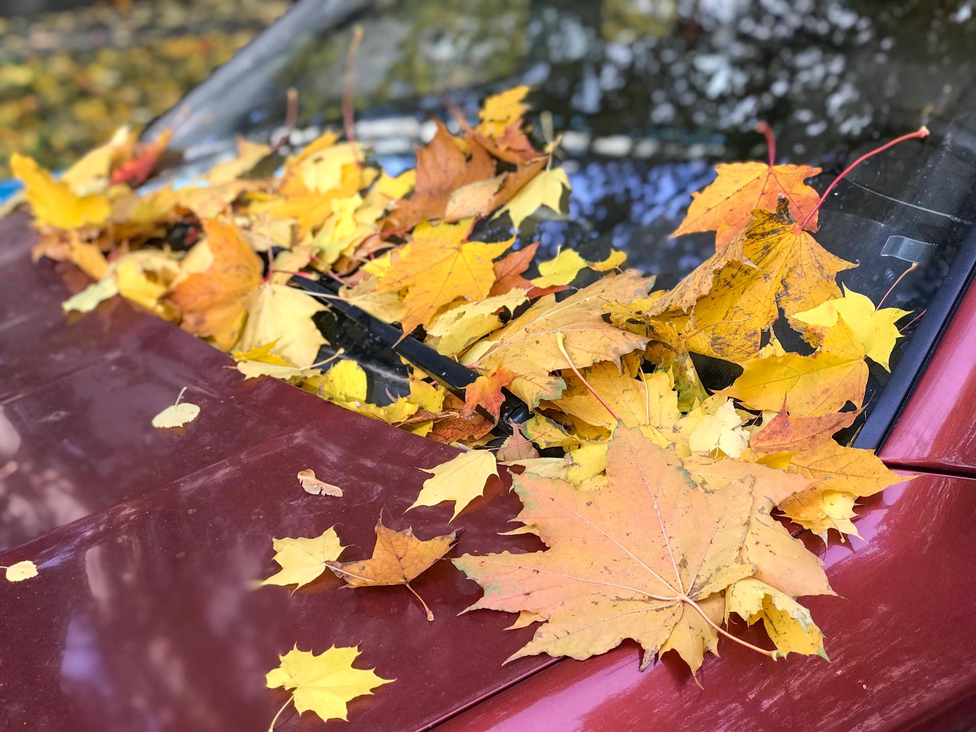 It’s important to remove leaves when they get stuck under your car’s windshield wiper.