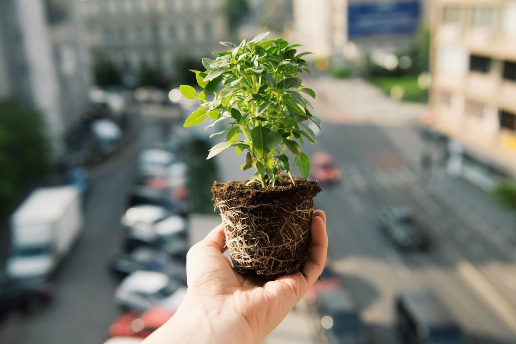 Even if you don’t have a green thumb yet, this just might be your start!